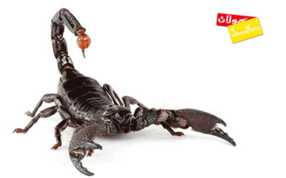 مانای خەون دووپشك :